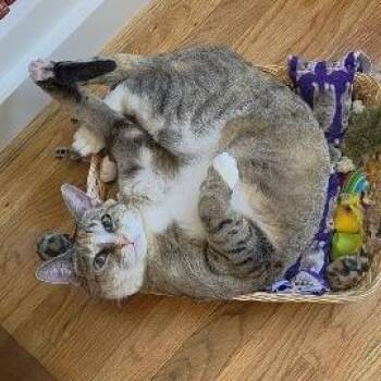 Willow (Courtesy Listing) -  Domestic Short Hair Cat for Adoption in Prescott, Arizona - Willow (Courtesy Listing) | PetCurious