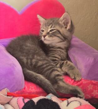 Harry - Harry Potter Litter -  Tabby Cat for Adoption in Anthem, Arizona - Harry - Harry Potter Litter | PetCurious