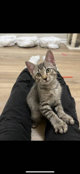 Rescue Domestic Short Hair and Tabby Cats for Adoption in Dallas, Texas - Lucky | PetCurious