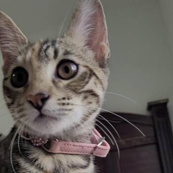 Rosie -  Domestic Short Hair Cat for Adoption in Liverpool, Texas - Rosie | PetCurious