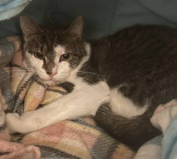 Big Bro Cacio -  Domestic Short Hair Cat for Adoption in Windsor, Connecticut - Big Bro Cacio | PetCurious
