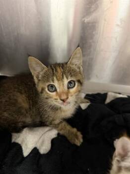 MURRAY HILL -  Domestic Short Hair Cat for Adoption in Jacksonville, Florida - MURRAY HILL | PetCurious