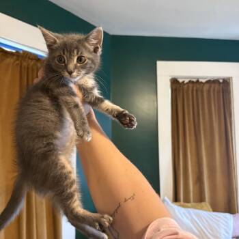 Buzzball -  Domestic Short Hair Cat for Adoption in Granville, Ohio - Buzzball | PetCurious