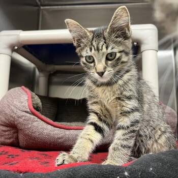 Domestic Short Hair Cats Available for Adoption in Detroit Lakes, Minnesota - Okie | PetCurious