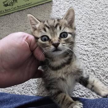Joodlebee 21 -  Domestic Short Hair Cat for Adoption in Austin, Texas - Joodlebee 21 | PetCurious