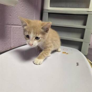61182108 -  Domestic Short Hair Cat for Adoption in El Paso, Texas - 61182108 | PetCurious