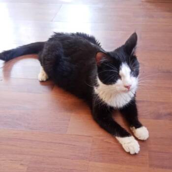 Pandora -  Maine Coon and Tuxedo Cat for Adoption in Brampton, Ontario - Pandora | PetCurious