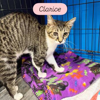 Claris -  Domestic Short Hair Cat for Adoption in Centerville, Georgia - Claris | PetCurious