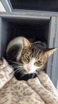 Bubblegum - CCC -  Tabby and Domestic Short Hair Cat for Adoption in San Luis Obispo, California - Bubblegum - CCC | PetCurious