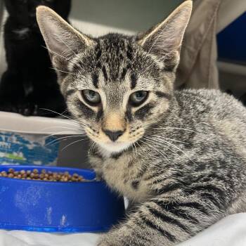 Affogatto -  Domestic Short Hair Cat for Adoption in Philadelphia, Pennsylvania - Affogatto | PetCurious