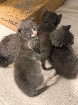 Domestic Short Hair Cats Available for Adoption in Cape Coral, Florida - Jelly | PetCurious