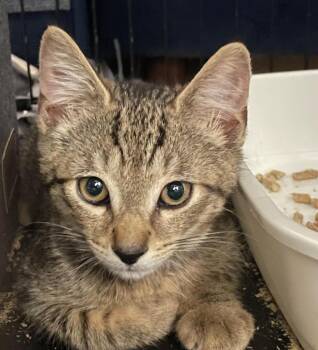 Reader (Foster Needed) -  Domestic Short Hair Cat for Adoption in New York, New York - Reader (Foster Needed) | PetCurious