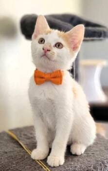 Cheese -  Domestic Short Hair Cat for Adoption in Kansas City, Missouri - Cheese | PetCurious