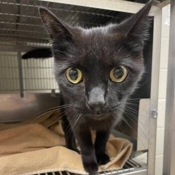 Indie -  Domestic Short Hair Cat for Adoption in Bristol, Indiana - Indie | PetCurious