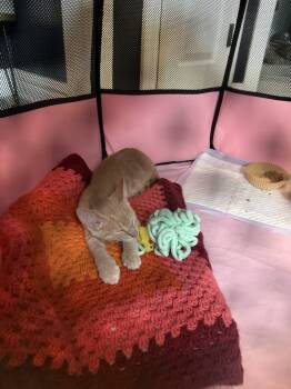 Rescue Domestic Short Hair Cats for Adoption in Virginia Beach, Virginia - Umami | PetCurious