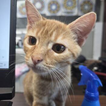Rescue Domestic Short Hair Cats for Adoption in Schertz, Texas - Marcellus Marmalade | PetCurious