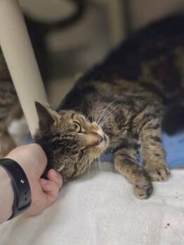 Mayfly -  Domestic Short Hair Cat for Adoption in Westland, Michigan - Mayfly | PetCurious