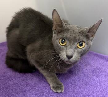 Tugboat -  Domestic Medium Hair Cat for Adoption in Park Row, Texas - Tugboat | PetCurious
