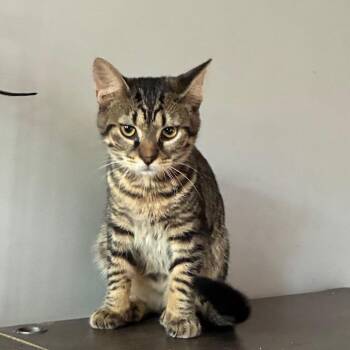 Evan -  Domestic Short Hair Cat for Adoption in Carmel, Indiana - Evan | PetCurious