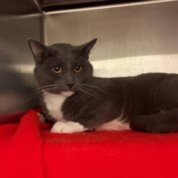 Shadow -  Domestic Short Hair Cat for Adoption in Council Bluffs, Iowa - Shadow | PetCurious