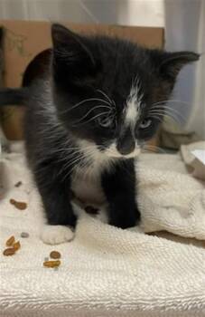 Rescue Domestic Short Hair Cats for Adoption in St. Louis, Missouri - MAGGIE | PetCurious