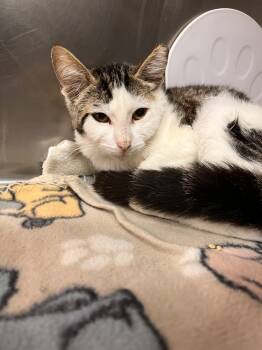 Rescue Tabby Cats for Adoption in Stockton, California - Shimmer | PetCurious