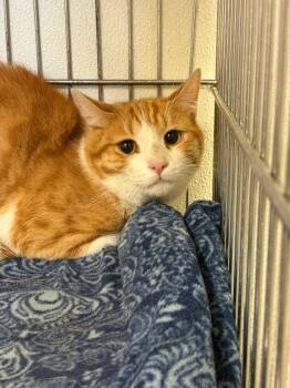 Slinky -  Domestic Short Hair Cat for Adoption in Rock Springs, Wyoming - Slinky | PetCurious