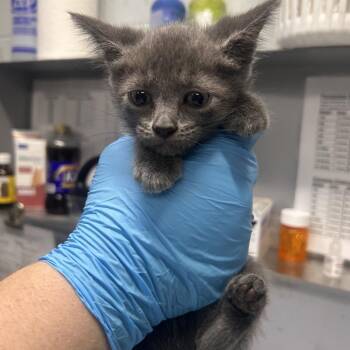 Wasabi -  Domestic Short Hair Cat for Adoption in Summerville, South Carolina - Wasabi | PetCurious