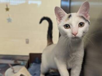 Spongebob -  Domestic Short Hair Cat for Adoption in West Chester, Pennsylvania - Spongebob | PetCurious