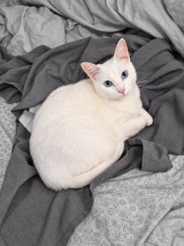 Snowy -  Domestic Short Hair Cat for Adoption in West Hollywood, California - Snowy | PetCurious