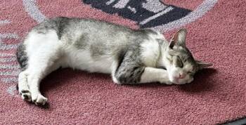 CHLOE -  Domestic Short Hair Cat for Adoption in San Antonio, Texas - CHLOE | PetCurious