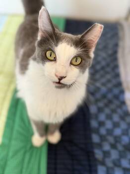 Alaska -  Domestic Medium Hair Cat for Adoption - Alaska | PetCurious