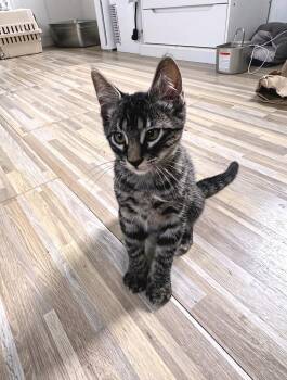 Pawsome -  Domestic Short Hair Cat for Adoption in Topeka, Kansas - Pawsome | PetCurious