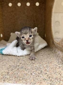 Domestic Short Hair Cats Available for Adoption in Riverside, California - CLEO | PetCurious