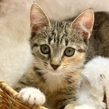 Olive -  Domestic Short Hair Cat for Adoption in NEW PT RICHEY, Florida - Olive | PetCurious