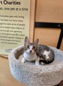 Lumi -  Domestic Short Hair Cat for Adoption in Rowlett, Texas - Lumi | PetCurious