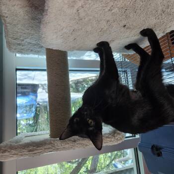 Twix -  Domestic Short Hair Cat for Adoption in Charleston, South Carolina - Twix | PetCurious