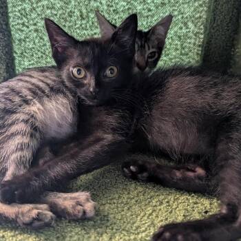 Ember -  Domestic Short Hair Cat for Adoption in Madison, Wisconsin - Ember | PetCurious