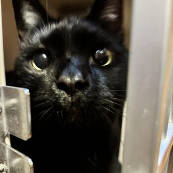 Salem -  Domestic Short Hair Cat for Adoption in Providence, Rhode Island - Salem | PetCurious