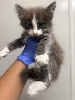 DEVON - NEEDS A FOSTER -  Domestic Medium Hair Cat for Adoption in Ontario, California - DEVON - NEEDS A FOSTER | PetCurious