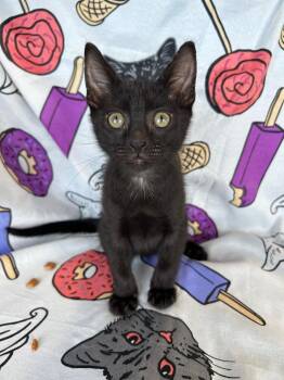 Sable -  Domestic Short Hair Cat for Adoption in Corpus Christi, Texas - Sable | PetCurious