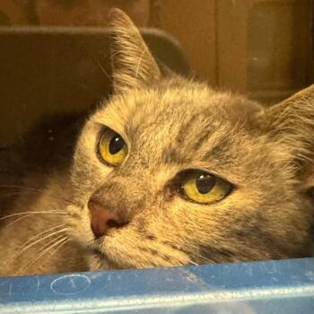 Rescue Domestic Short Hair Cats for Adoption in Dayton, Ohio - Nancy Drew | PetCurious