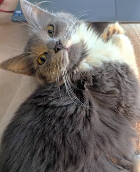 Siberian and Maine Coon Cats Available for Adoption - Olive And Willow | PetCurious