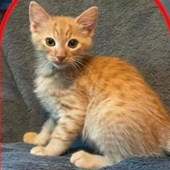 Frank -  Domestic Short Hair Cat for Adoption in Orangevale, California - Frank | PetCurious