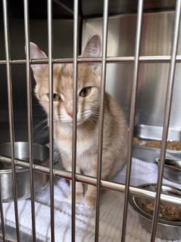 Ginger Snaps -  Domestic Short Hair Cat for Adoption in Mobile, Alabama - Ginger Snaps | PetCurious
