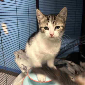 Domestic Short Hair Cats Available for Adoption in Binghamton, New York - Radon | PetCurious