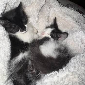 Ambrose C71033 -  Domestic Medium Hair Cat for Adoption in Minnetonka, Minnesota - Ambrose C71033 | PetCurious