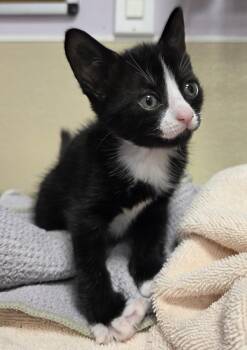 Claws -  Domestic Short Hair Cat for Adoption in Vancouver, Washington - Claws | PetCurious