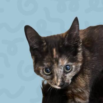 Glory -  Domestic Medium Hair Cat for Adoption in Reno, Nevada - Glory | PetCurious