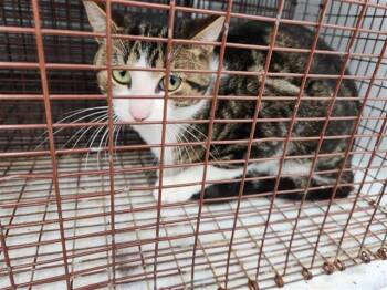 Domestic Short Hair Cats Available for Adoption in Houston, Texas - MORRIS | PetCurious